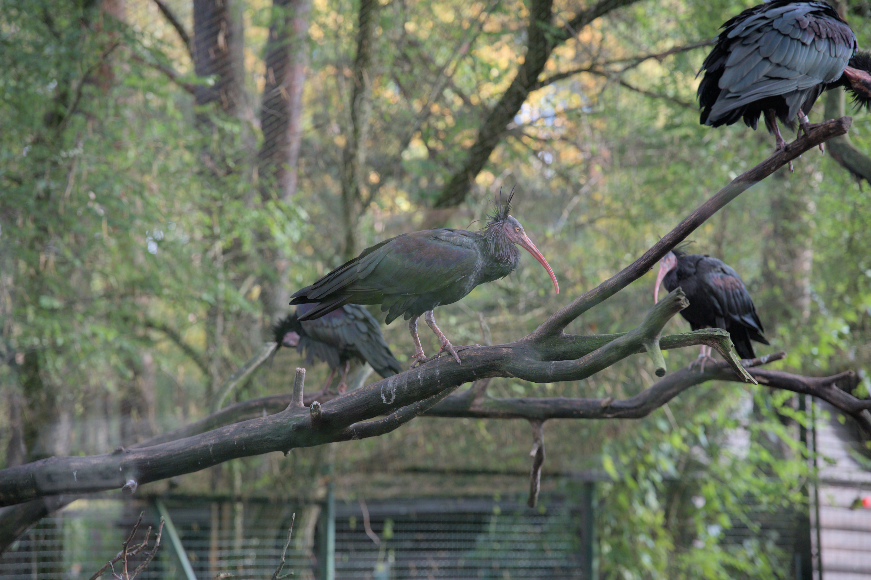 2025/10/12 - zoo/DSC_0026.jpg